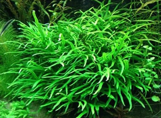 Innovative Aquascaping: Incorporating Floating Plants in Modern Tank Designs
